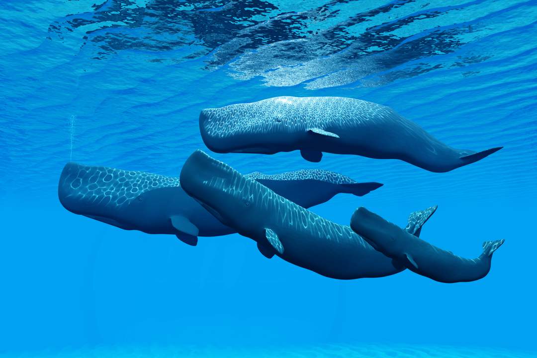 The Colonial Cost of AI: Whale Song vs Western Extraction