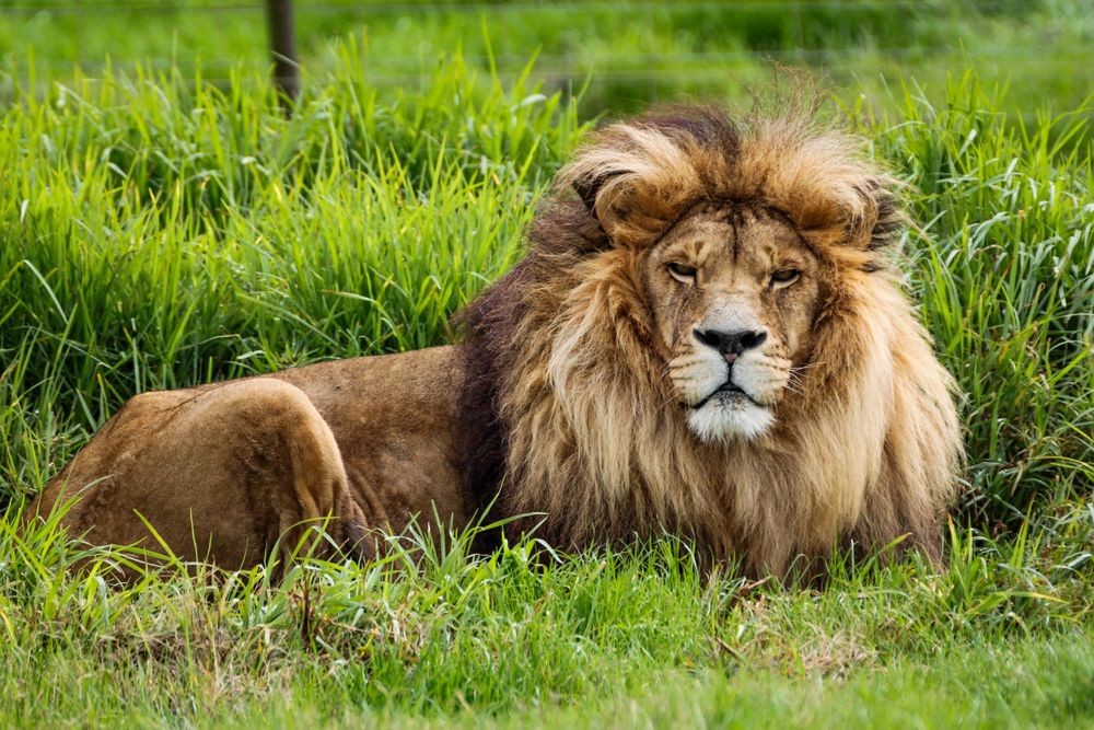 When the Law Bites Back: Drakenstein Lion Park Fights CapeNature’s ‘Colonial’ Fencing Demands