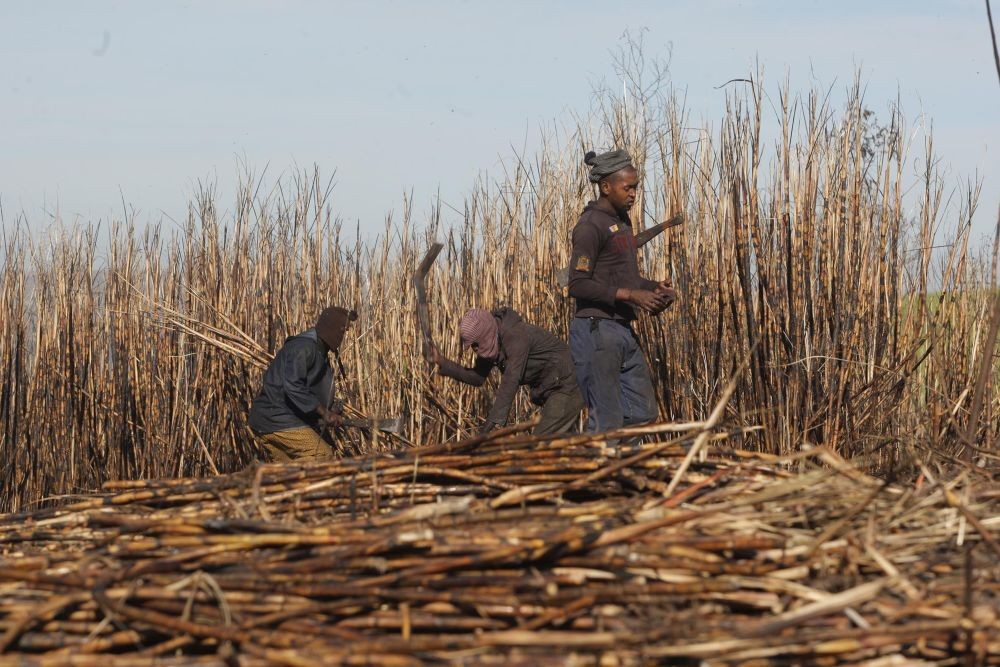 Sugar Wars: Why Delaying Tariff Reform Is a Betrayal of Black Workers